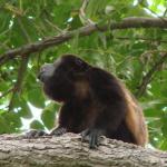 Listen and look for the Howler Monkeys...